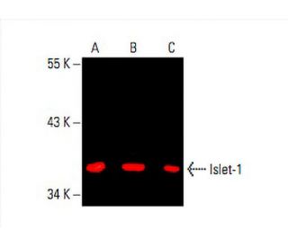 Islet-1 Antibody (B-1) - Western Blotting - Image 394838