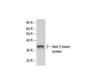 Islet-2 Antibody (203C5a) - Western Blotting - Image 47875