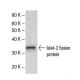 Islet-2 Antibody (203C5a) - Western Blotting - Image 47875