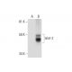 Islet-2 Antibody (A-1) - Western Blotting - Image 289633 