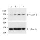Isoproterenol Hydrochloride: sc-202188. Western blot analysis of CENP-B expression in untreated (A), Lysophosphatidic acid