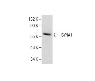 ISYNA1 Antibody (C-8) - Western Blotting - Image 282606 