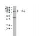 ITF-2 Antibody (367.2) - Western Blotting - Image 34459