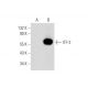 ITF-2 Antibody (G-8) - Western Blotting - Image 345929