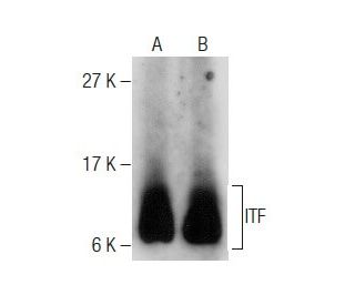 ITF Antibody (15C6) - Western Blotting - Image 283579