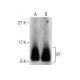 ITF Antibody (15C6) - Western Blotting - Image 283579