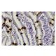 ITF Antibody (H-425) - Immunohistochemistry - Image 35945