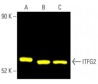 ITFG2 Antibody (F-11) - Western Blotting - Image 401995 