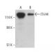 ITI-H4 Antibody (F-9) - Western Blotting - Image 395715