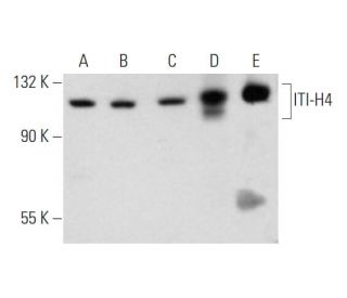 ITI-H4 Antibody (F-9) - Western Blotting - Image 345980