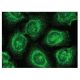 ITM2B Antibody (H-11) - Immunofluorescence - Image 149365 