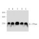 ITPase Antibody (A-4) - Western Blotting - Image 319776 