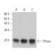 ITPase Antibody (A-4) - Western Blotting - Image 369000