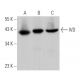 IVD Antibody (A-8) - Western Blotting - Image 366248 
