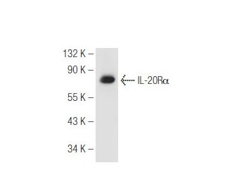 J774.A1 Cell Lysate: sc-3802. Western blot analysis of IL-20R alpha expression... 