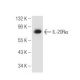 J774.A1 Cell Lysate: sc-3802. Western blot analysis of IL-20R alpha expression... 