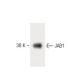 JAB1 Antibody (42) - Western Blotting - Image 60190 
