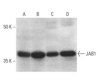 JAB1 Antibody (B-7) - Western Blotting - Image 784 