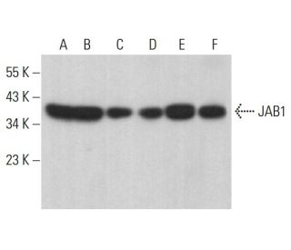 JAB1 Antibody (G-10) - Western Blotting - Image 381438 