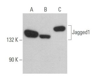 Jagged1 Antibody (E-12) - Western Blotting - Image 361151 