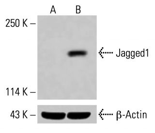 Jagged1 Antibody (E-12) - Western Blotting - Image 415026