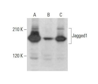 Jagged1 Antibody (E-12) - Western Blotting - Image 352079Each CRISPR/Cas9 Knockout (KO) Plasmid product consists of a pool of 3 plasmids designed to ensure identification and cleavage of a specific gene for maximum knockout efficiency. Each plasmid encodes a unique 20 nt sequence derived from the GeCKO (v2) library.