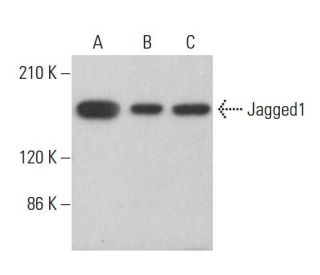 Jagged1 Antibody (E-12) - Western Blotting - Image 380187