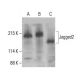 Jagged2 Antibody (G-12) - Western Blotting - Image 394298