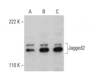 Jagged2 Antibody (F-4) - Western Blotting - Image 380985