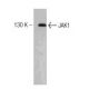 JAK1 Antibody (73) - Western Blotting - Image 127498
