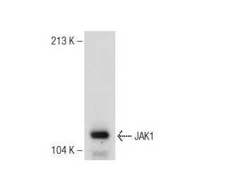 JAK1 Antibody (73) - Western Blotting - Image 149085 