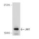 JAK1 Antibody (73) - Western Blotting - Image 149085 