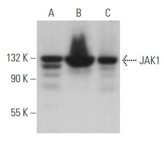 JAK1 Antibody (B-3) - Western Blotting - Image 362255 