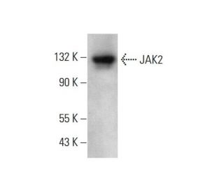 JAK2 Antibody (C-10) - Western Blotting - Image 377629