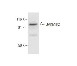 JAKMIP2 Antibody (B-8) - Western Blotting - Image 297026