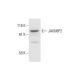 JAKMIP2 Antibody (B-8) - Western Blotting - Image 297026