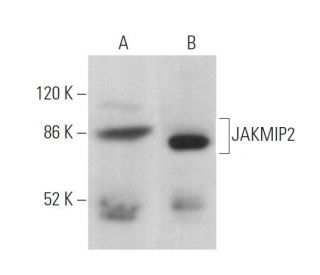 JAKMIP2 Antibody (G-2) - Western Blotting - Image 375019 