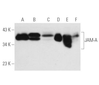 JAM-A Antibody (1H2A9) - Western Blotting - Image 13983 