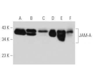 JAM-A Antibody (J10.4) - Western Blotting - Image 13981 