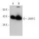 JAM-C Antibody (13Y07) - Western Blotting - Image 368249 
