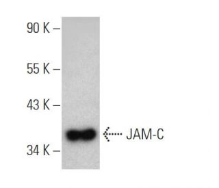 JAM-C Antibody (A-4) - Western Blotting - Image 372263 
