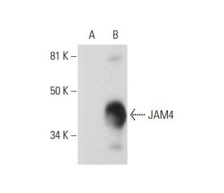 JAM4 Antibody (F-8) - Western Blotting - Image 289974