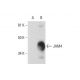 JAM4 Antibody (F-8) - Western Blotting - Image 289974