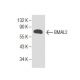 BMAL2 Antibody (C-7) - Western Blotting - Image 155048