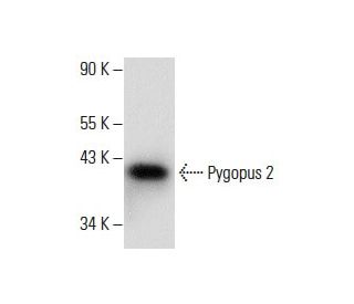 Pygopus 2 Antibody (B-12) - Western Blotting - Image 288573 