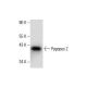 Pygopus 2 Antibody (B-12) - Western Blotting - Image 288573 
