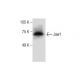 Jaw1 Antibody (D-12) - Western Blotting - Image 286890