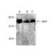 Jaw1 Antibody (D-12) - Western Blotting - Image 287574 