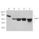 Jaw1 Antibody (D-12) - Western Blotting - Image 371307 