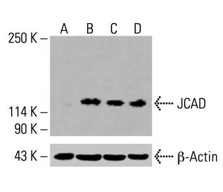 JCAD Antibody (F-7) - Western Blotting - Image 415879 